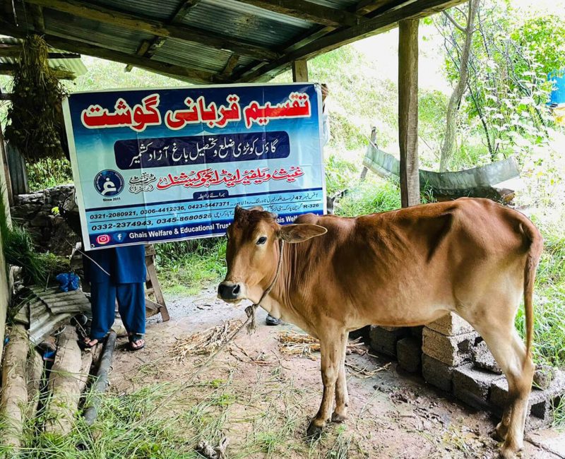 cow meat distribution