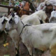 Goat Qurbani